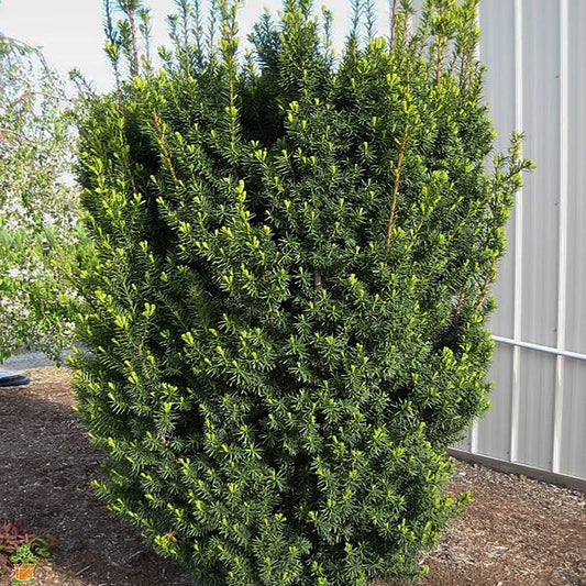 Hicks Hybrid Yew