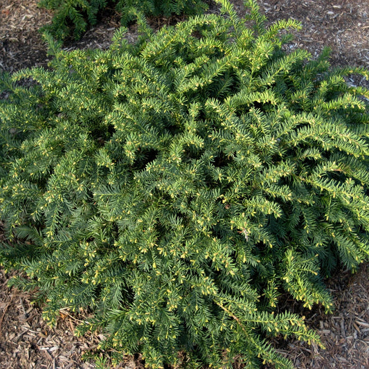 Wardi Hybrid Yew