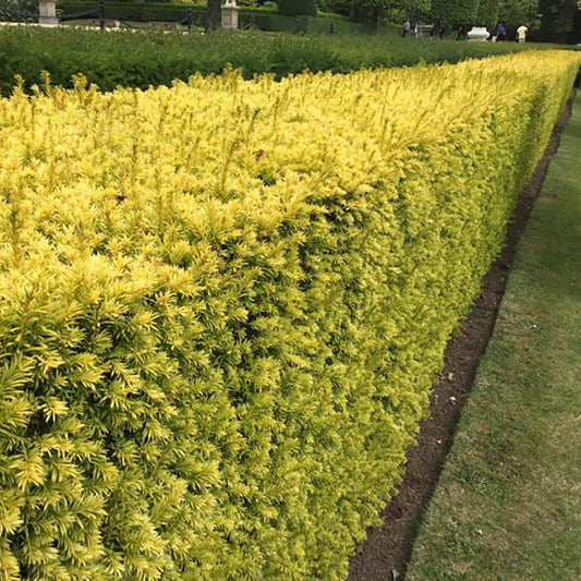 Sunburst Hybrid Yew