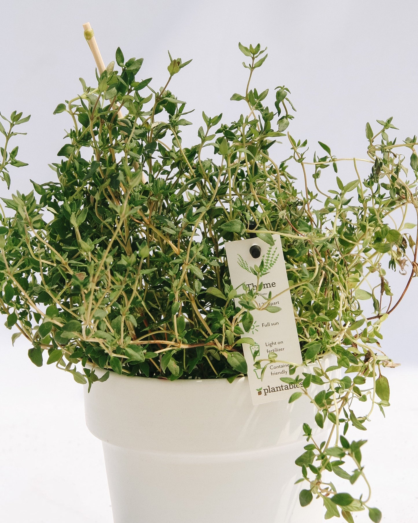 Thyme