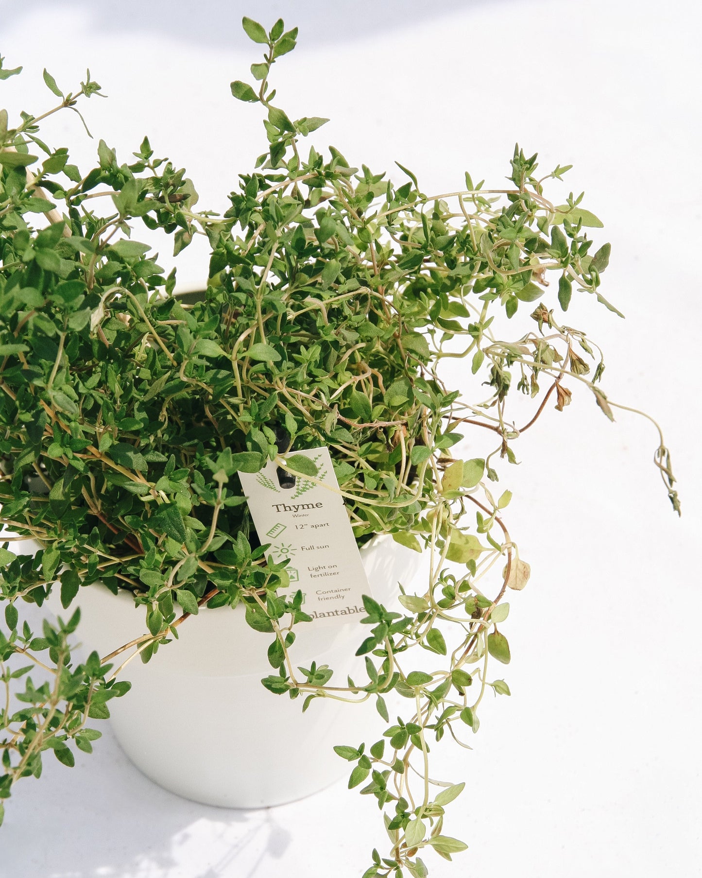 Thyme
