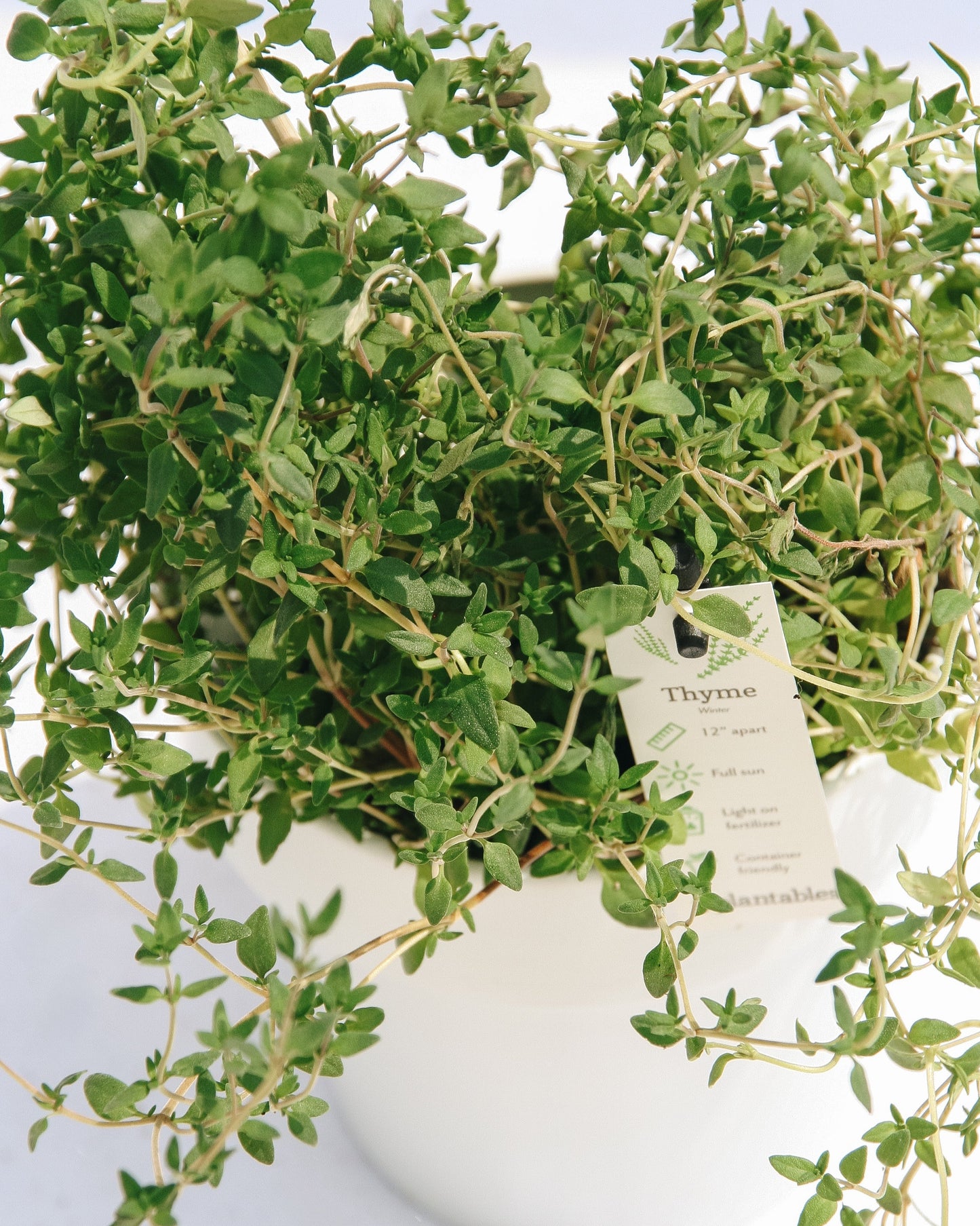 Thyme