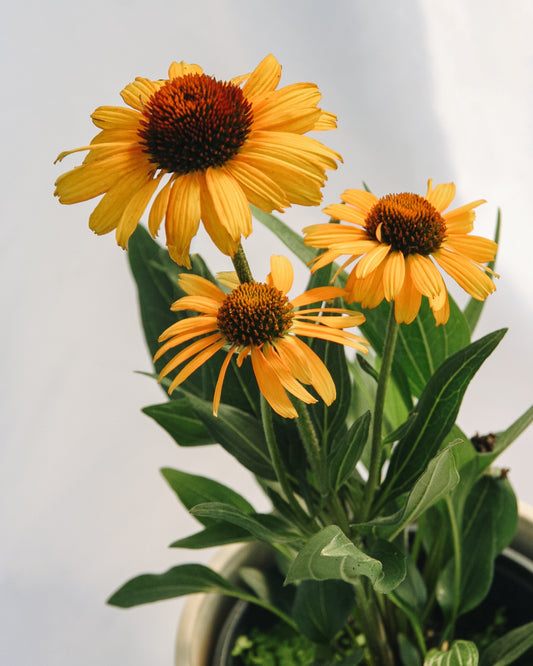 Tiger Coneflower