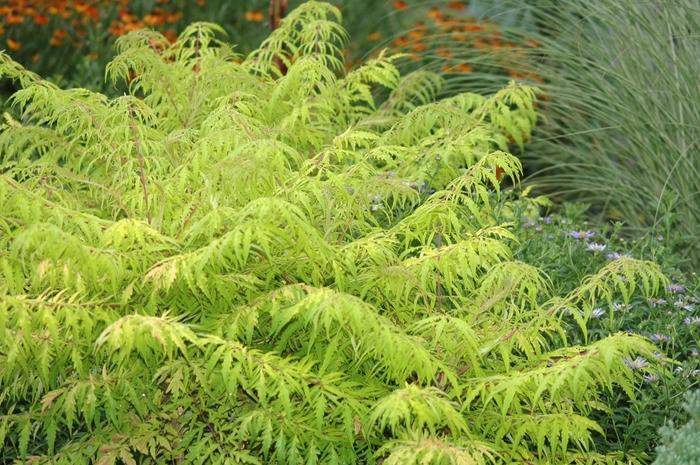 Tiger Eyes Staghorn Sumac