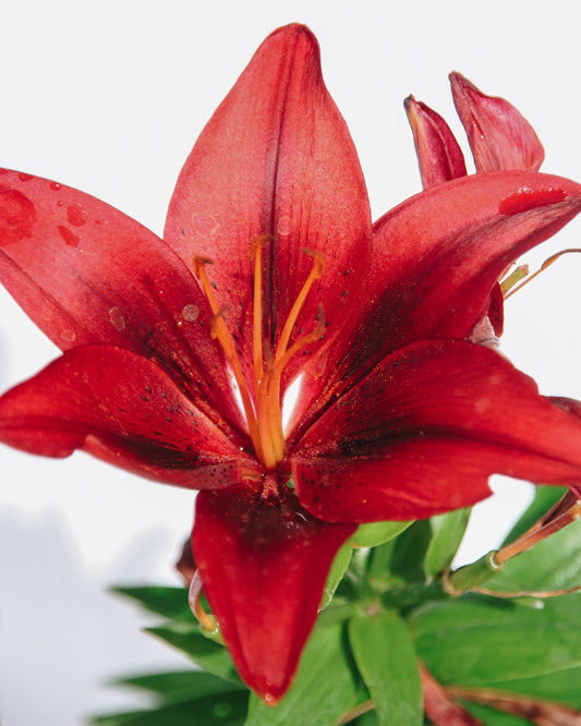 Tiny Rocket Lily