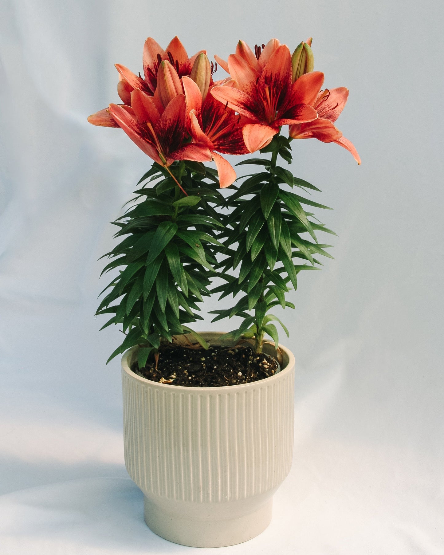 Tiny Shadow Asiatic Lily