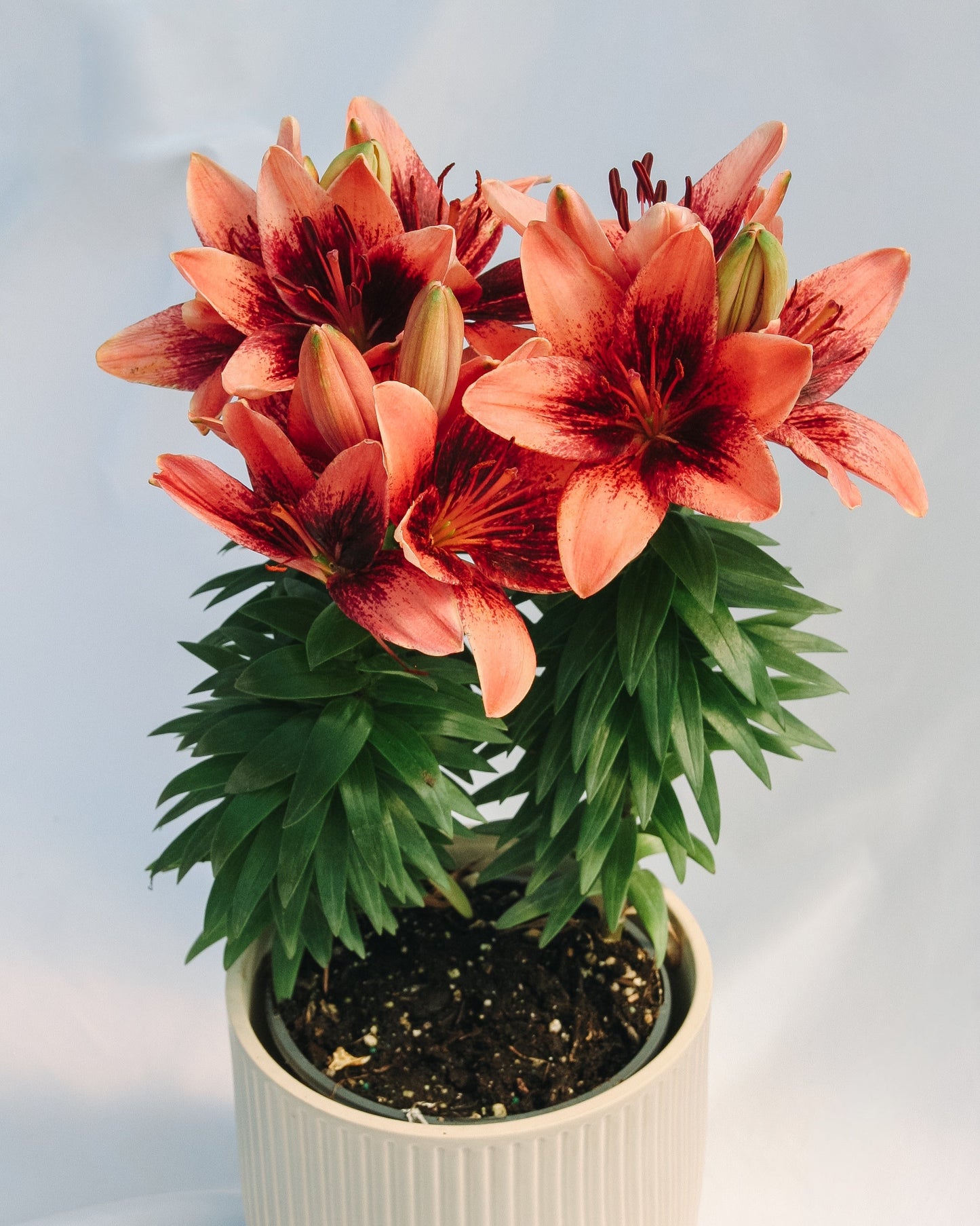 Tiny Shadow Asiatic Lily