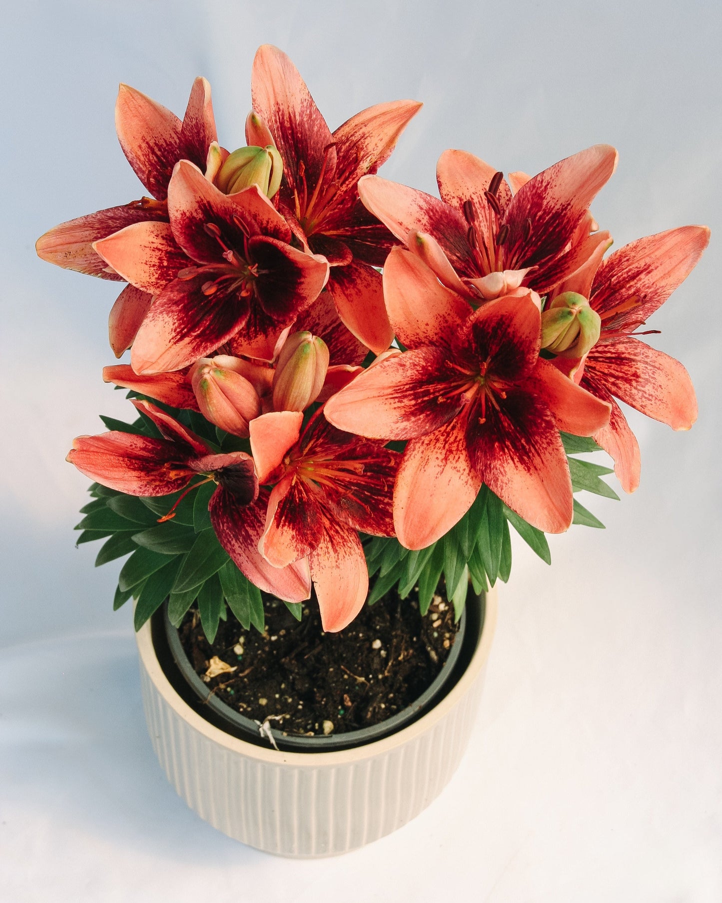 Tiny Shadow Asiatic Lily