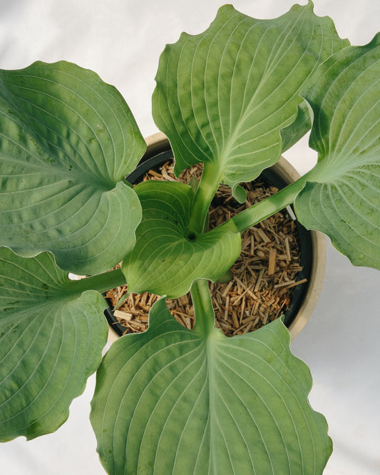 Hosta Diamond Lake