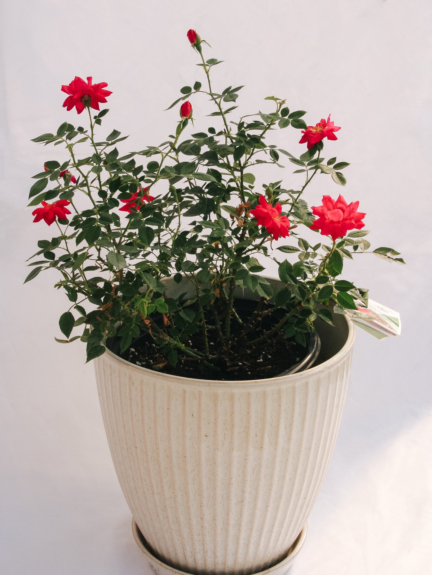 Urban Legend Shrub Rose