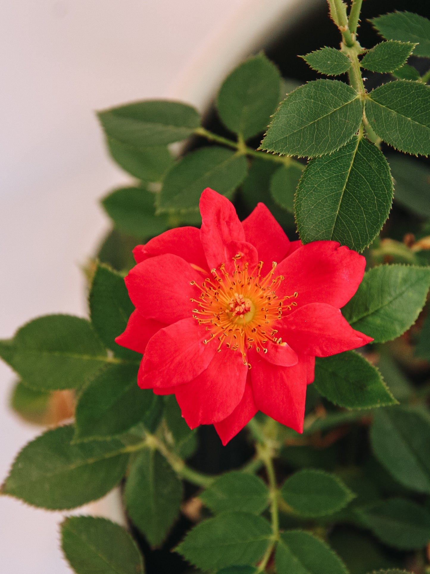 Urban Legend Shrub Rose