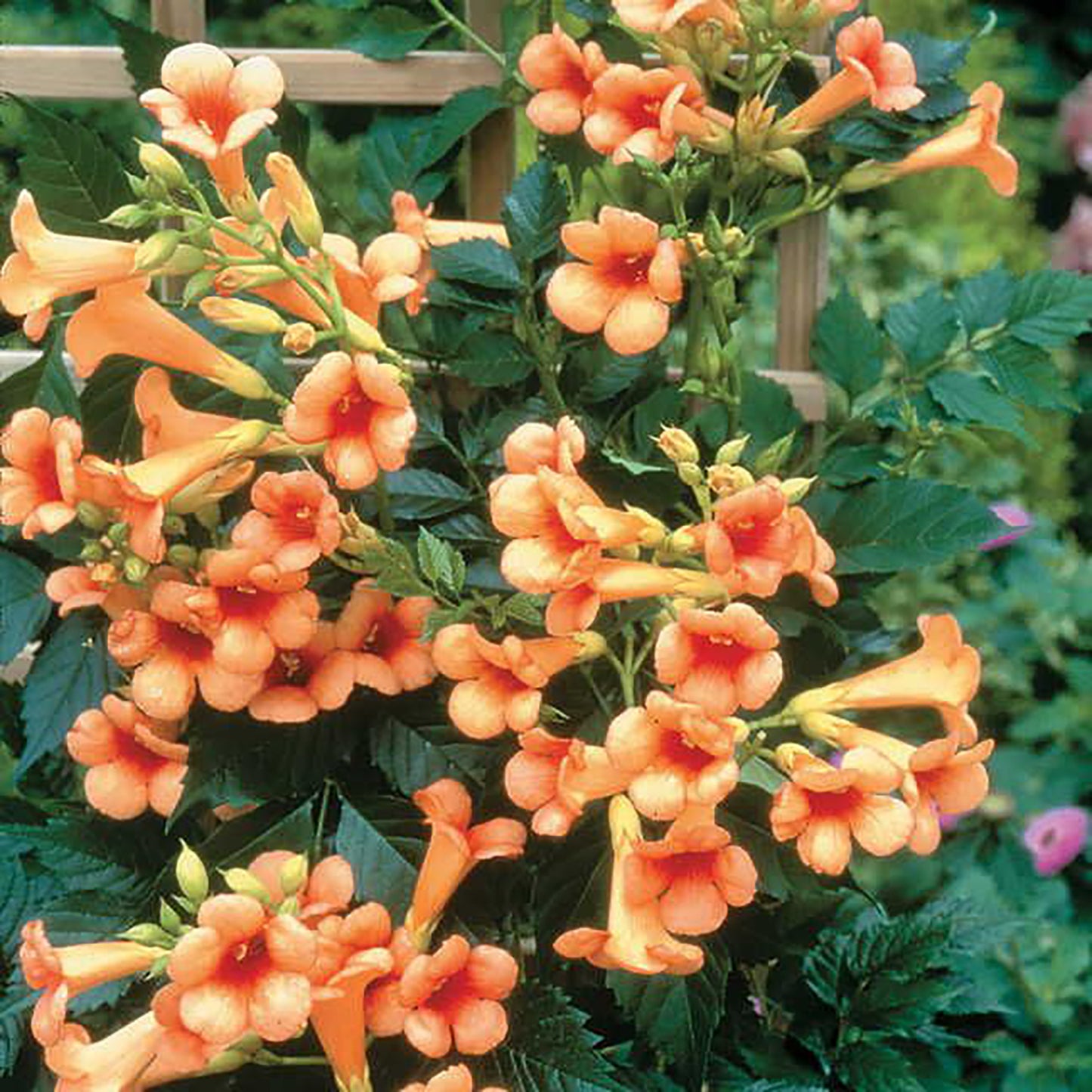 Indian Summer Trumpet Vine