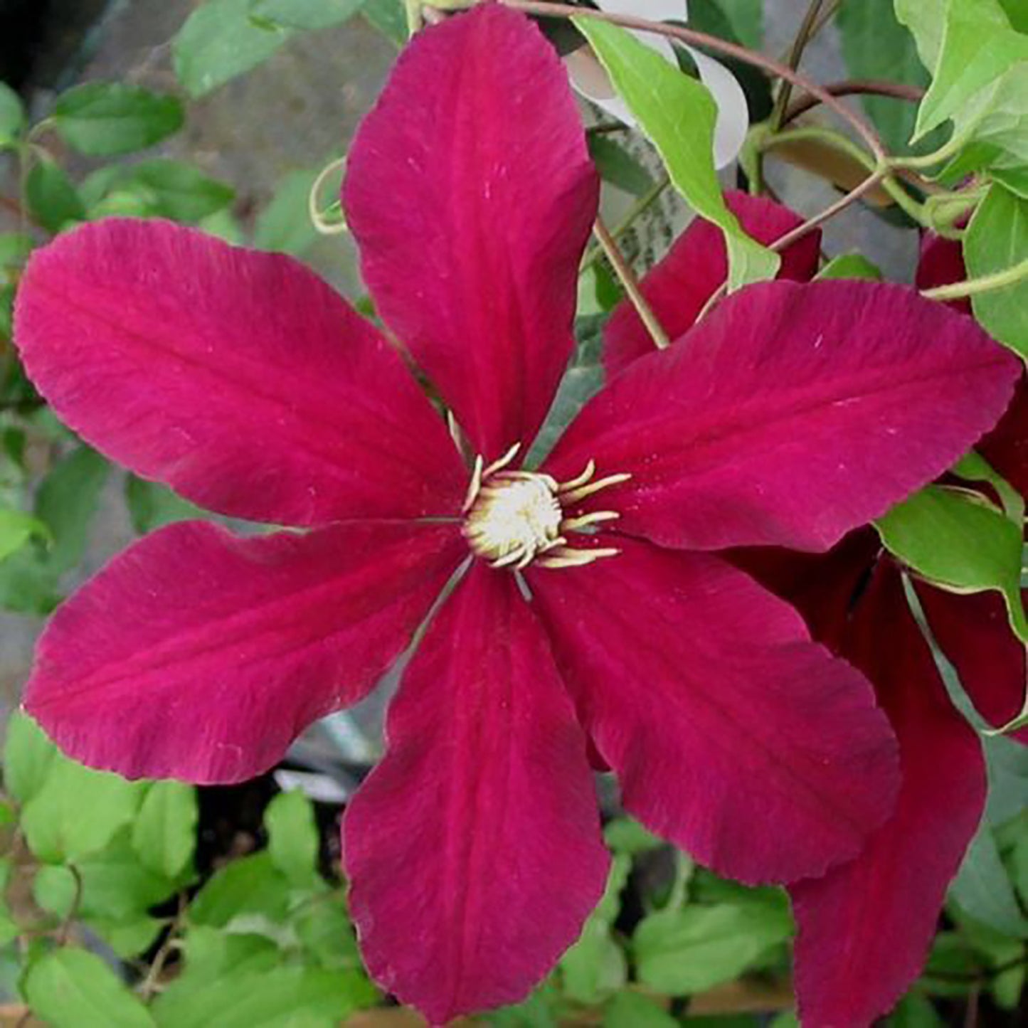 Niobe Clematis