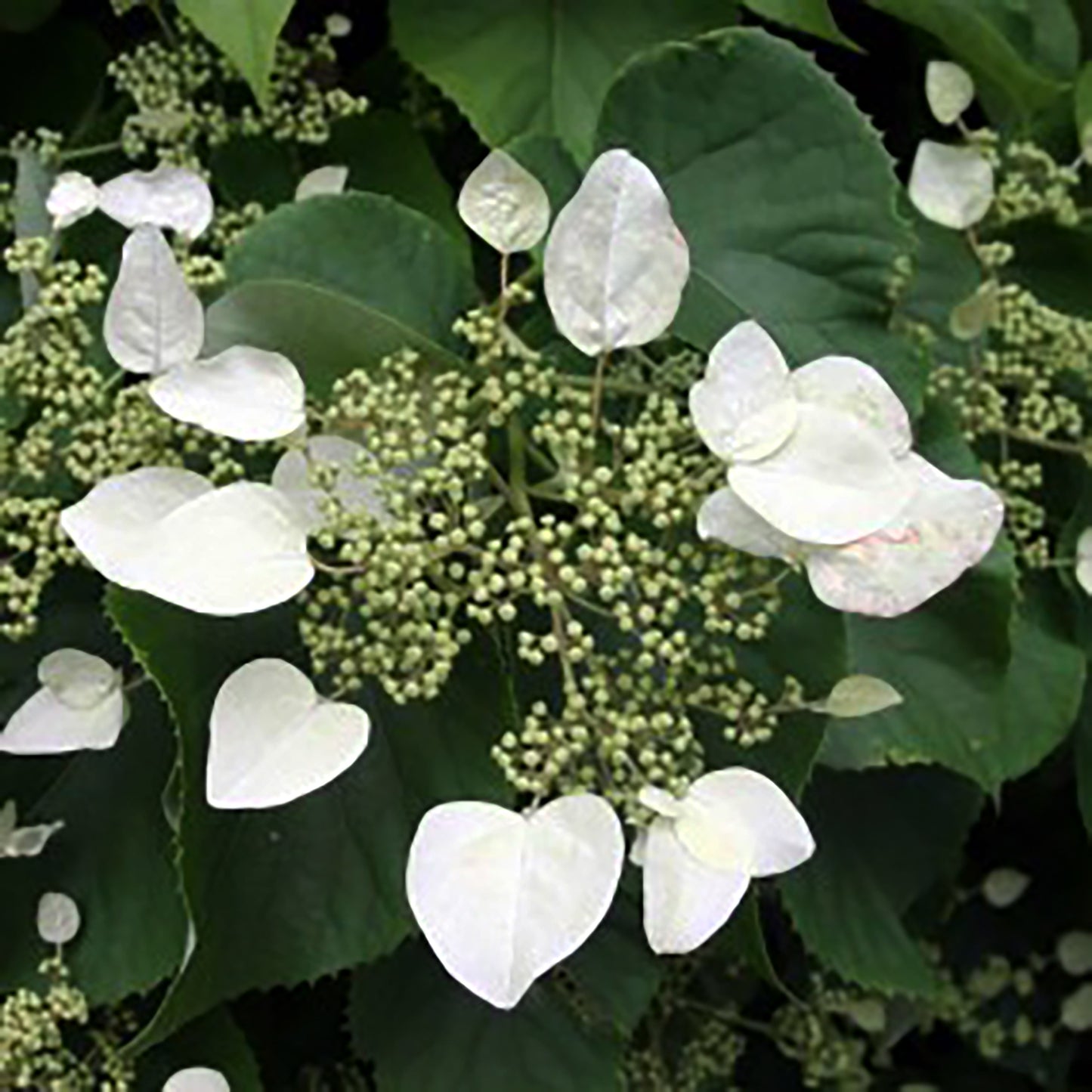 Moonlight Climbing Hydrangea