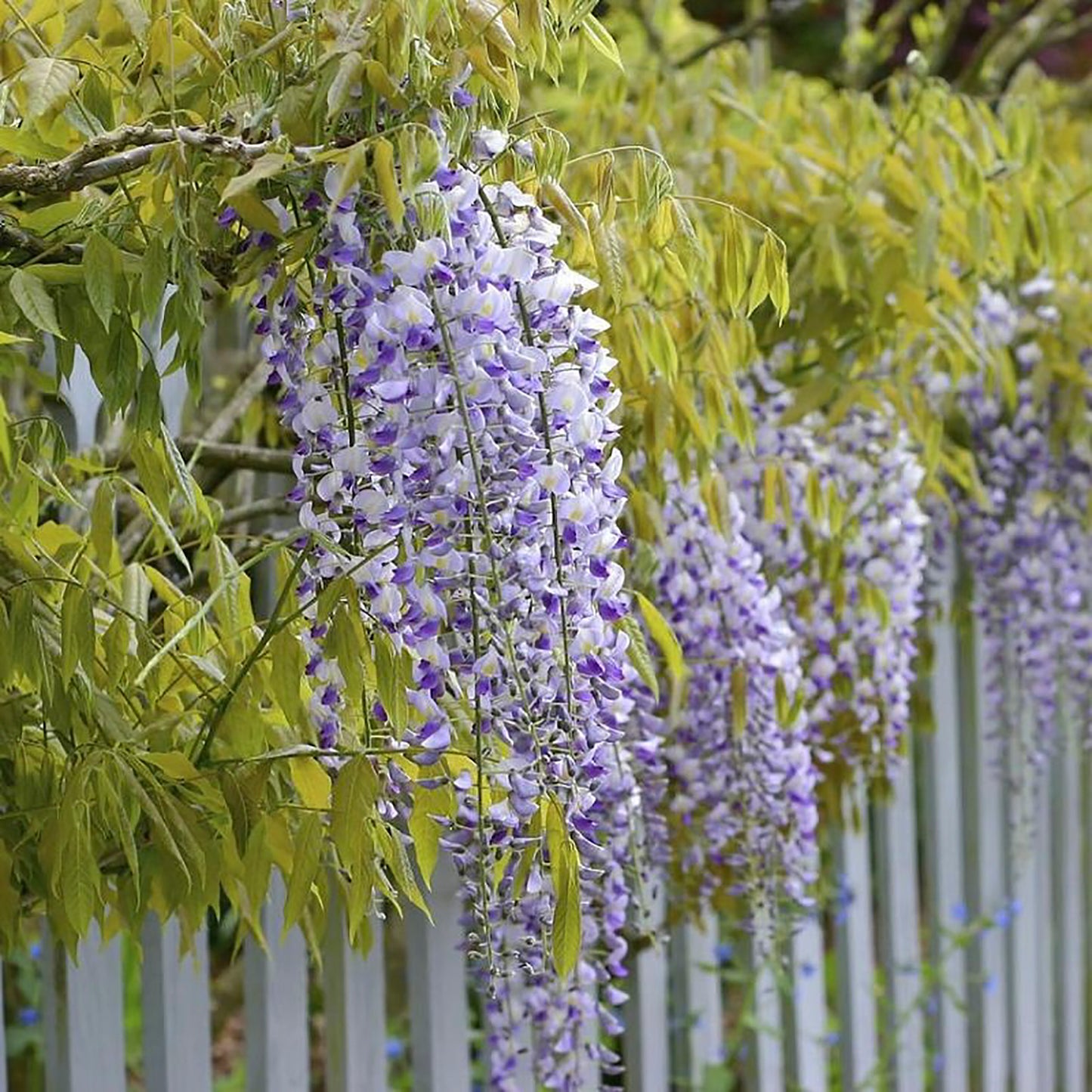 Golden Dragon Wisteria 1 Gallon Stkd / 1 Plant