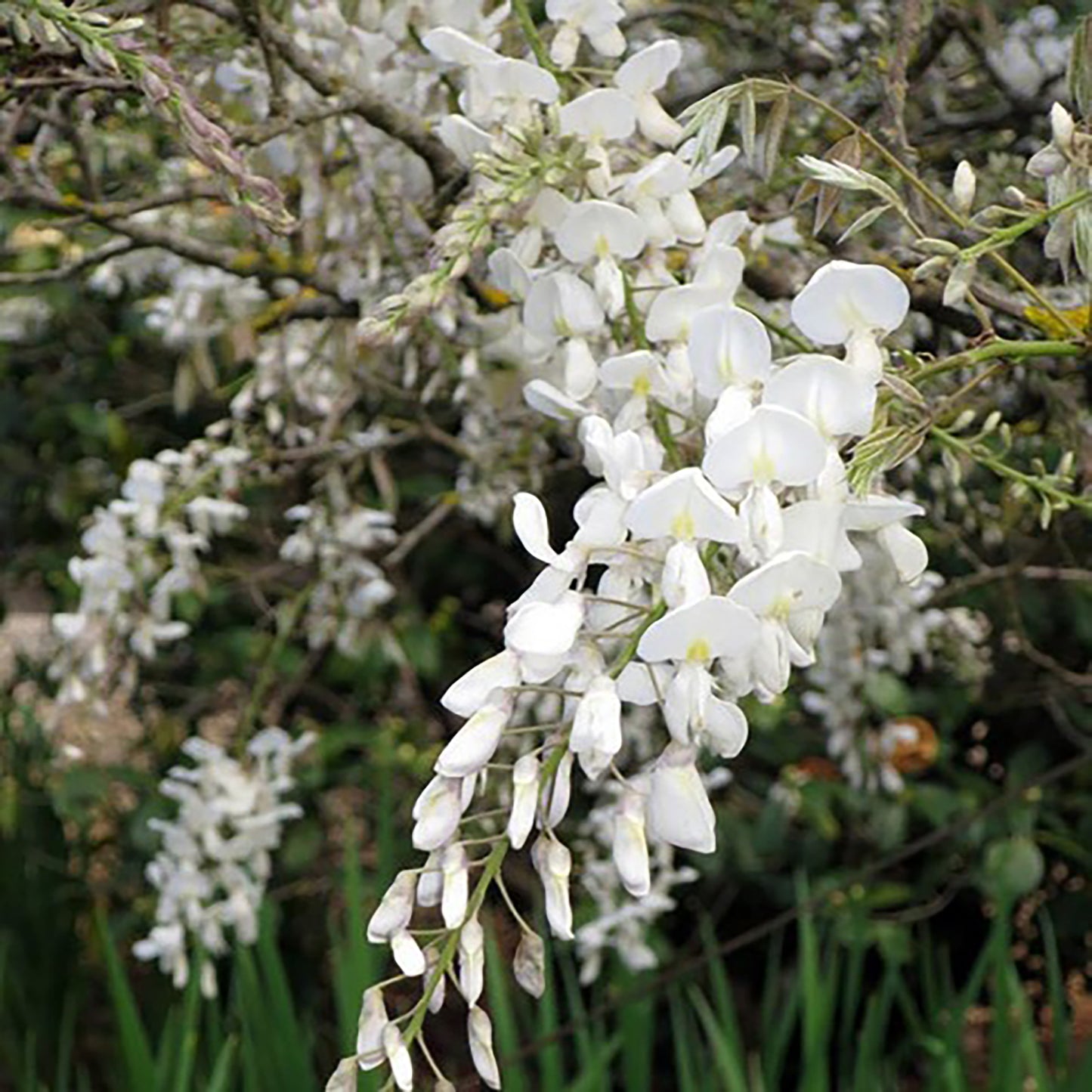 Kapiteyn Fuji Wisteria