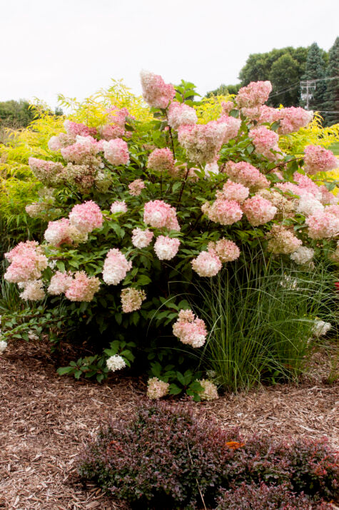 Vanilla Strawberry Hydrangea