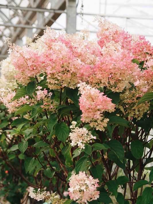 Vanilla Strawberry Hydrangea