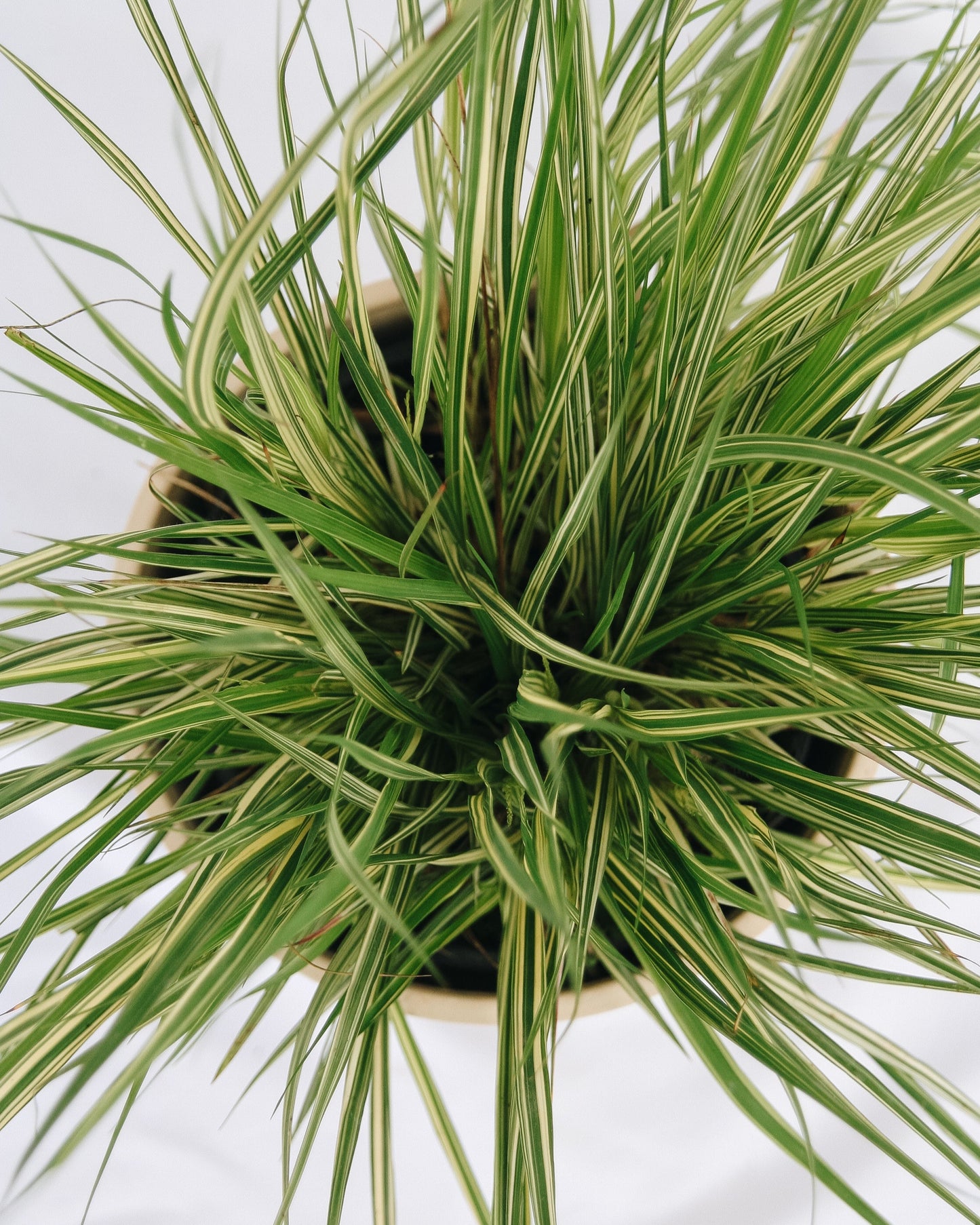 Variegated Moor Grass