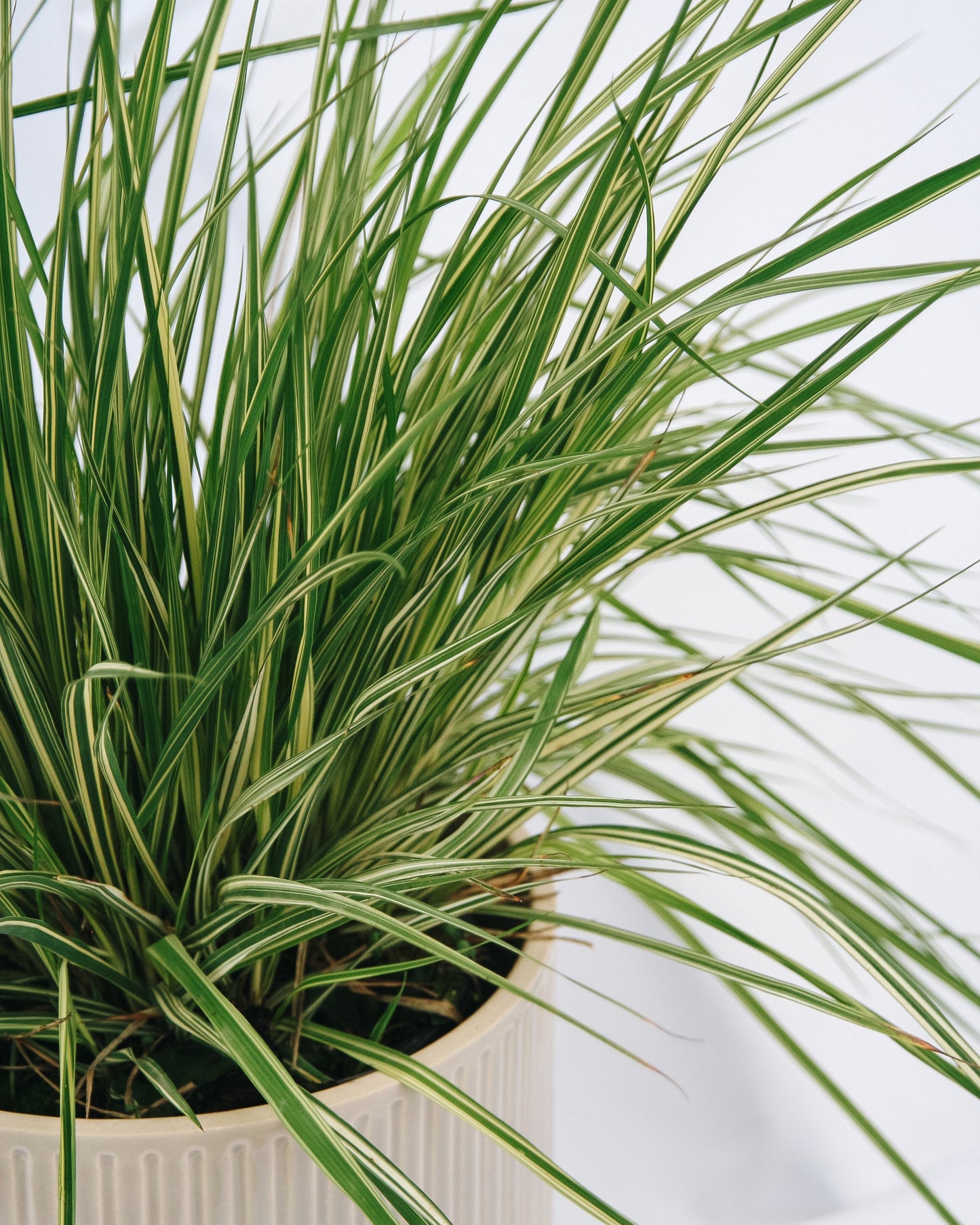Variegated Moor Grass