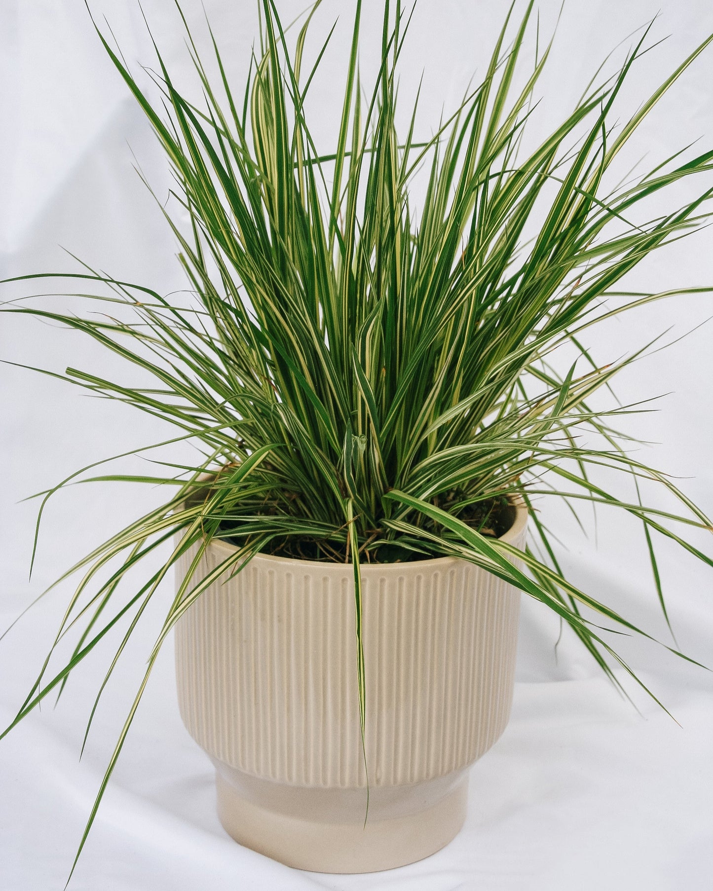 Variegated Moor Grass