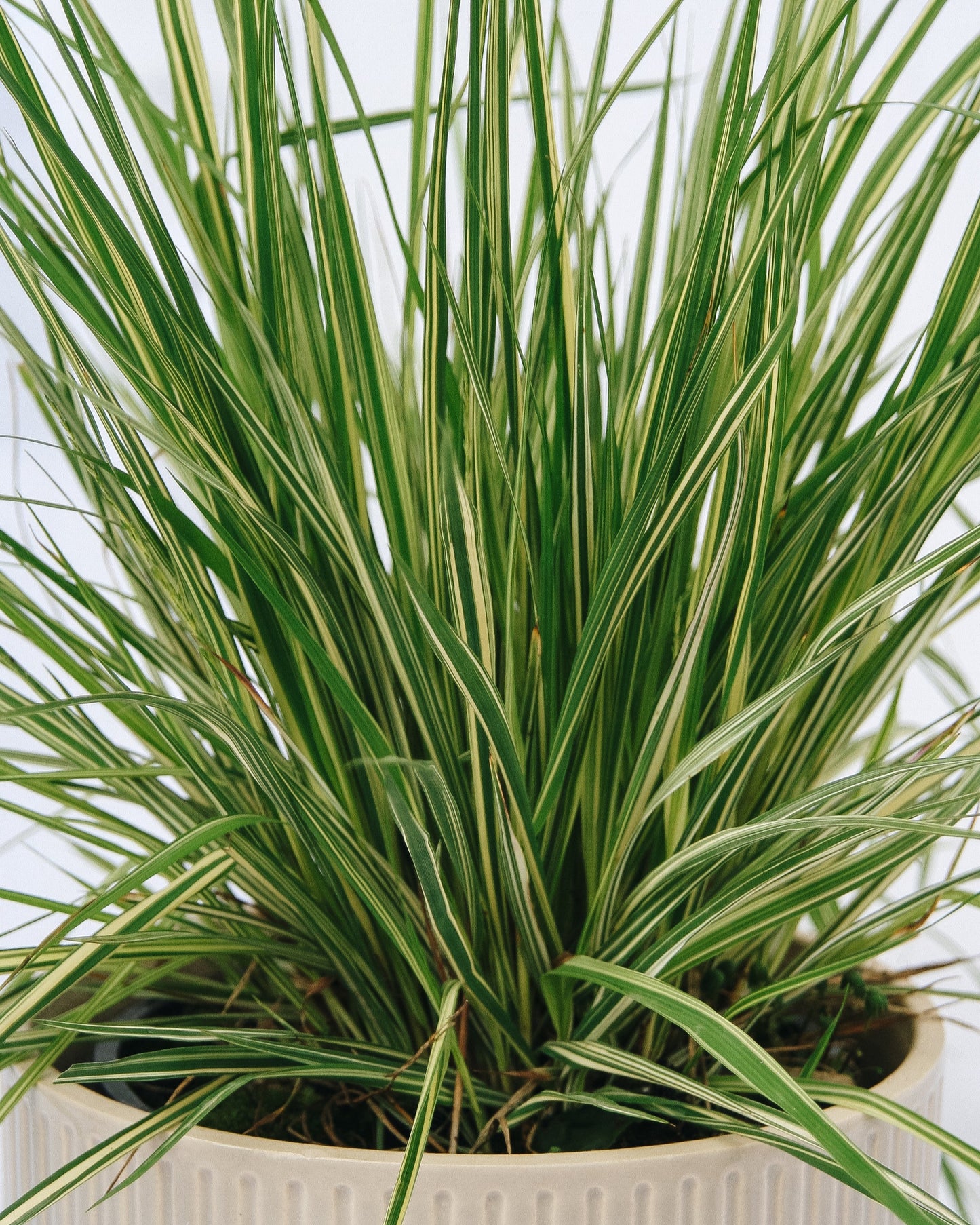 Variegated Moor Grass