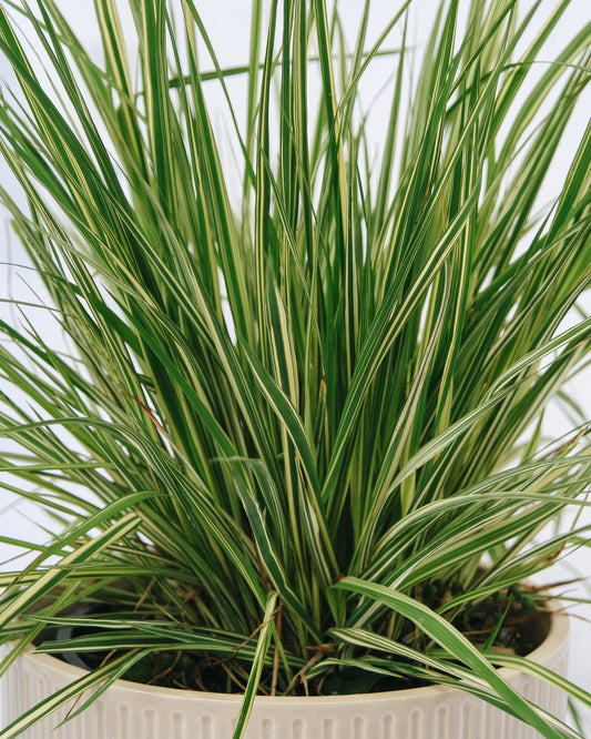 Variegated Moor Grass