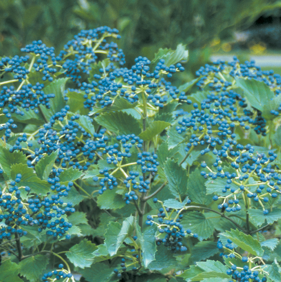 Blue Muffin Arrowwood Viburnum
