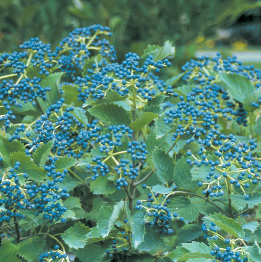 Blue Muffin Arrowwood Viburnum
