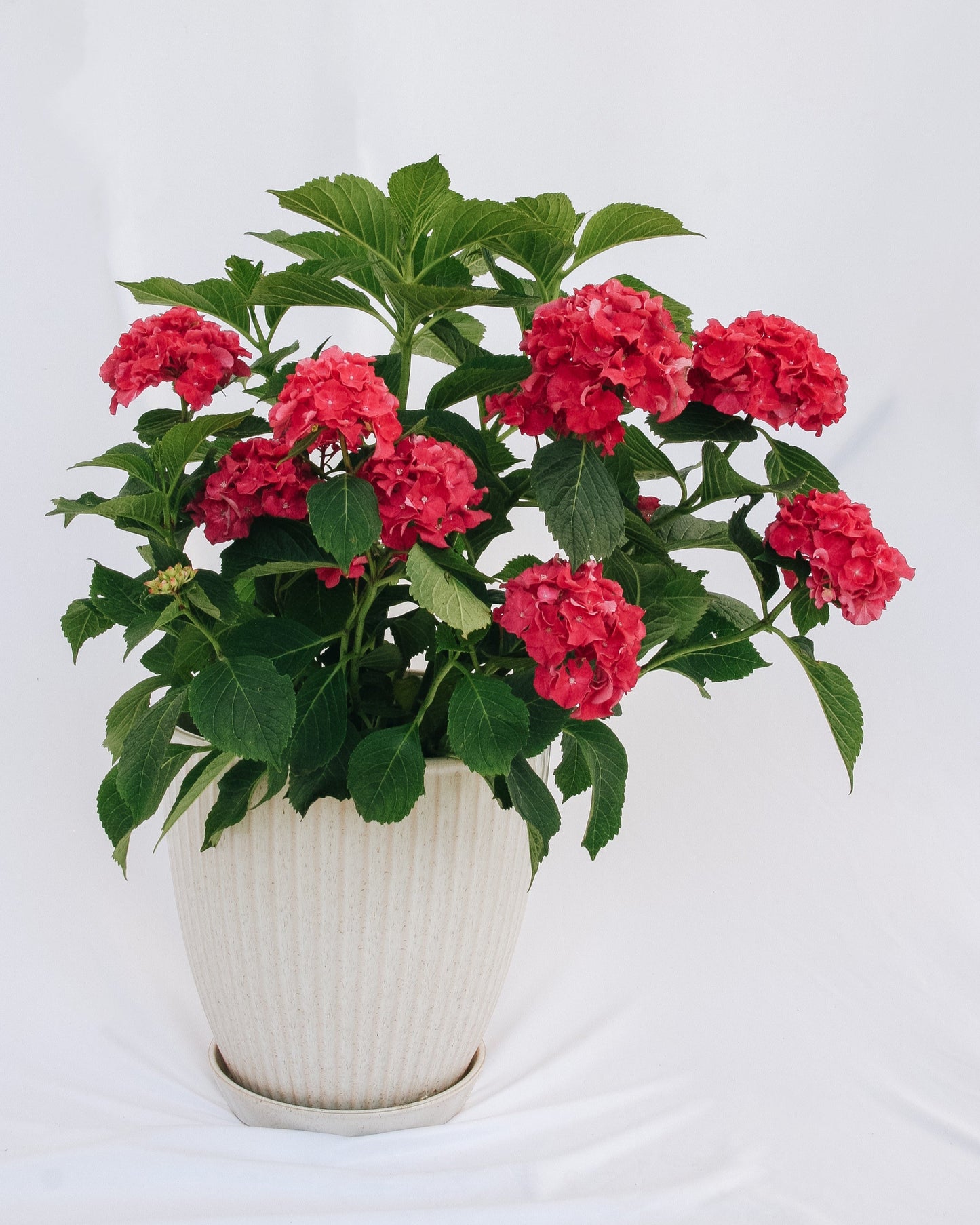Wee Bit Grumpy  Bigleaf Hydrangea