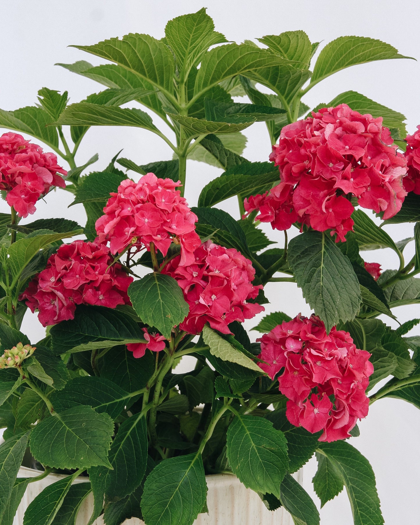 Wee Bit Grumpy  Bigleaf Hydrangea