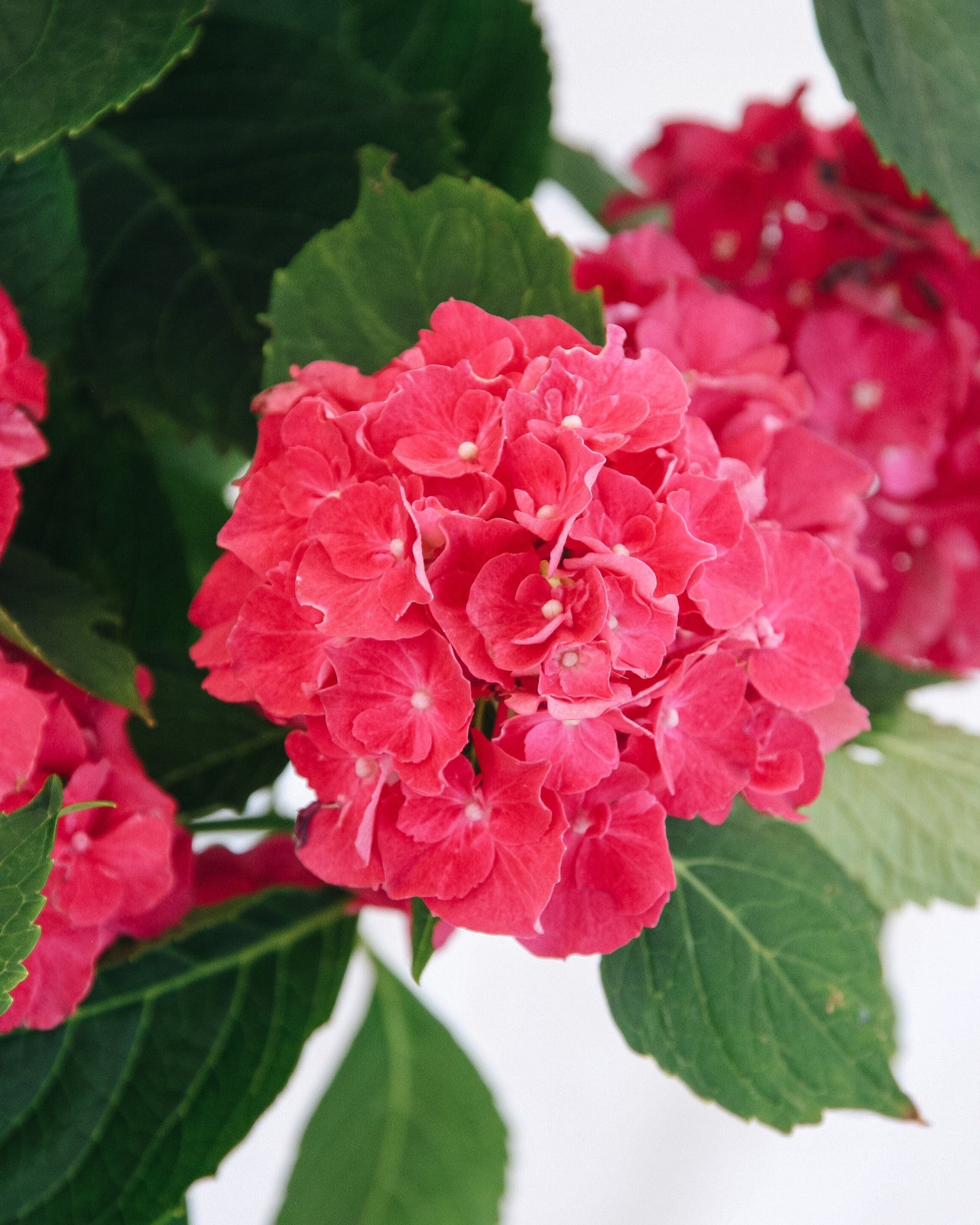 Wee Bit Grumpy  Bigleaf Hydrangea