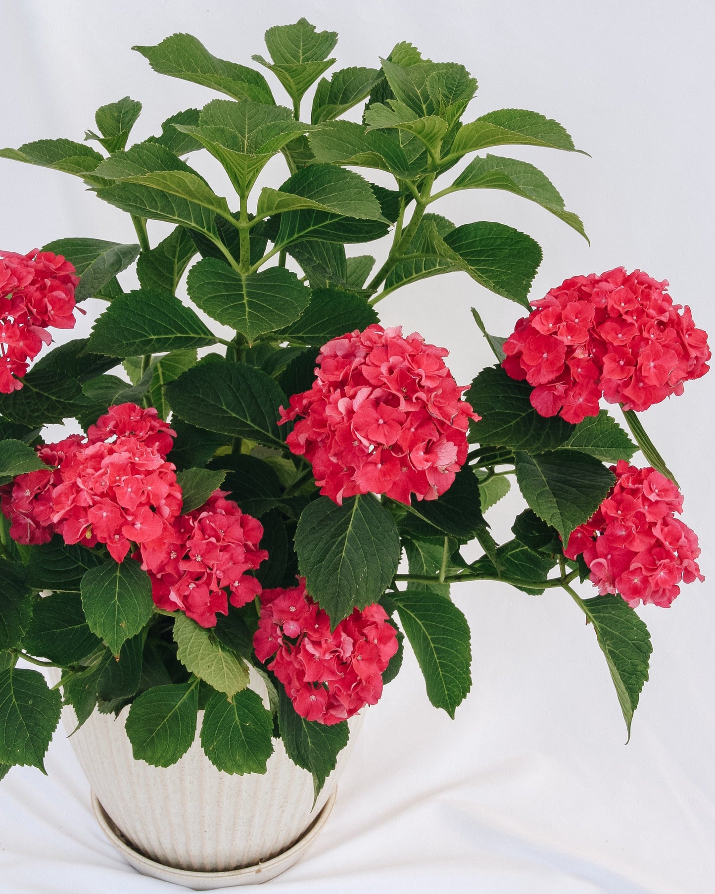 Wee Bit Grumpy  Bigleaf Hydrangea