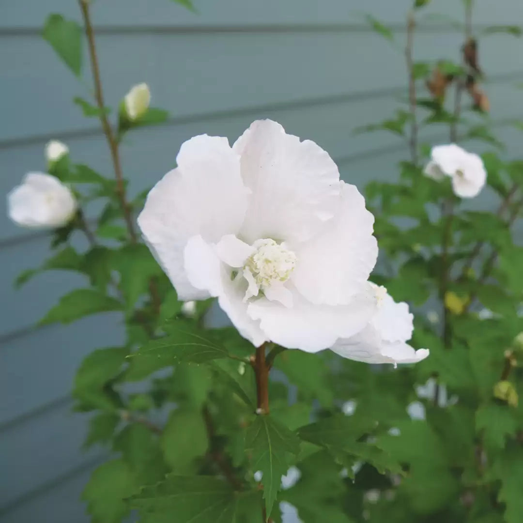 White Pillar Rose of Sharon