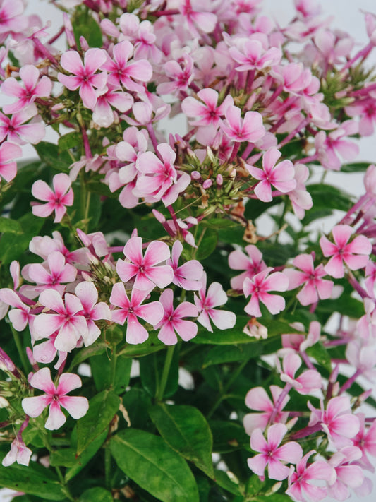 White Bicolor Phlox
