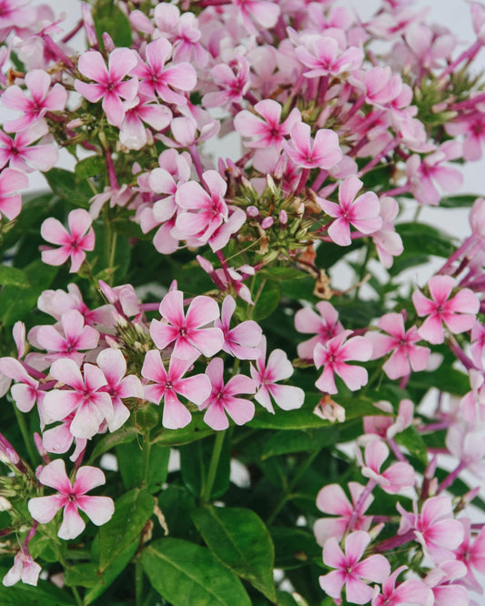 White Bicolor Phlox