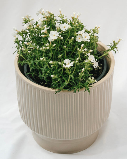 White Creeping Phlox