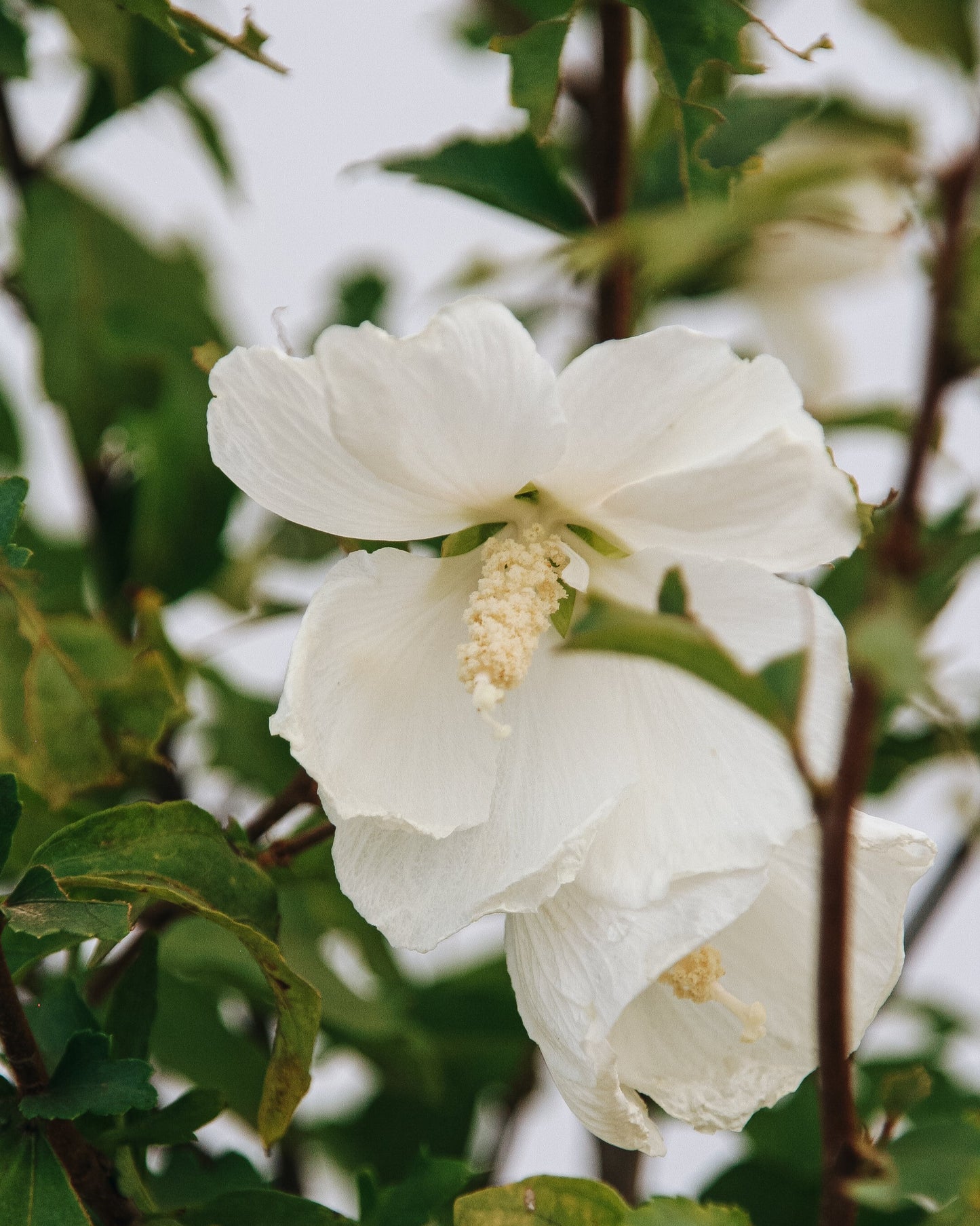 Paraplu Pure White Hibiscus