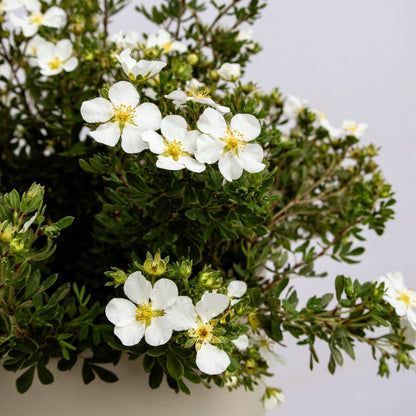 Abbotswood Cinquefoil - LandscapeDirect