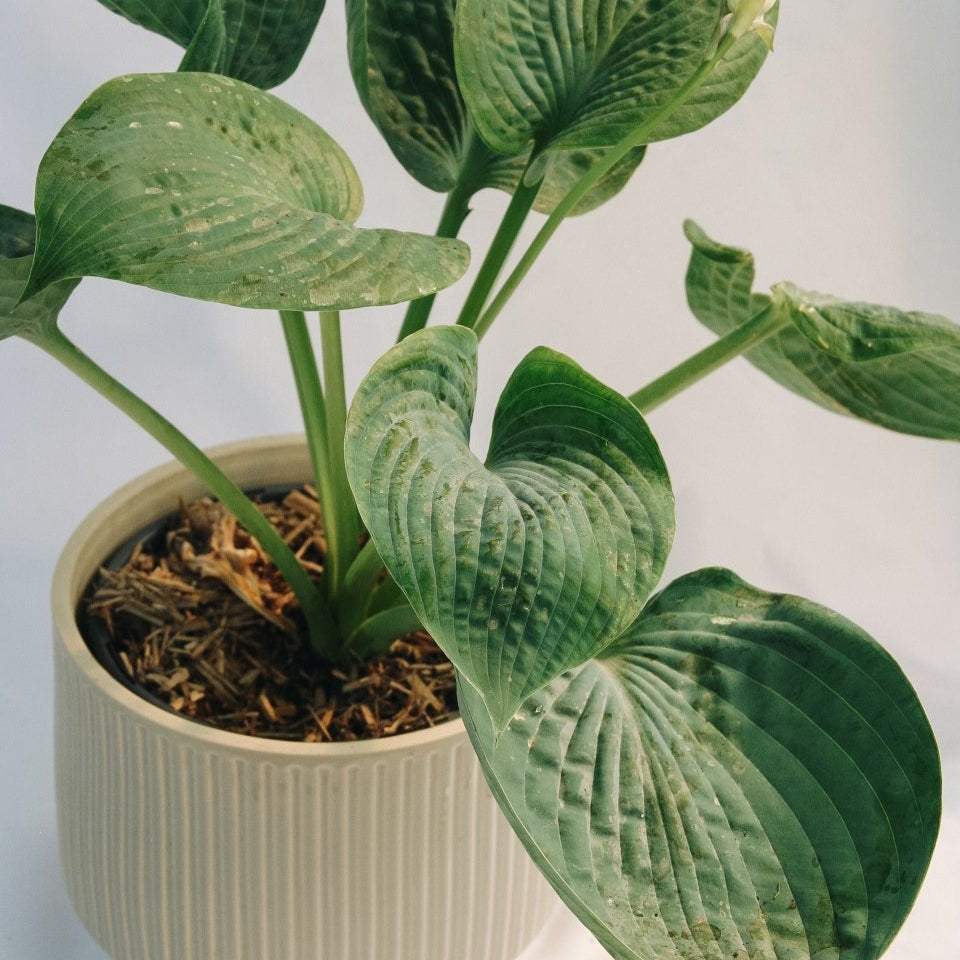 Abiqua Drinking Gourd Plantain Lily - LandscapeDirect