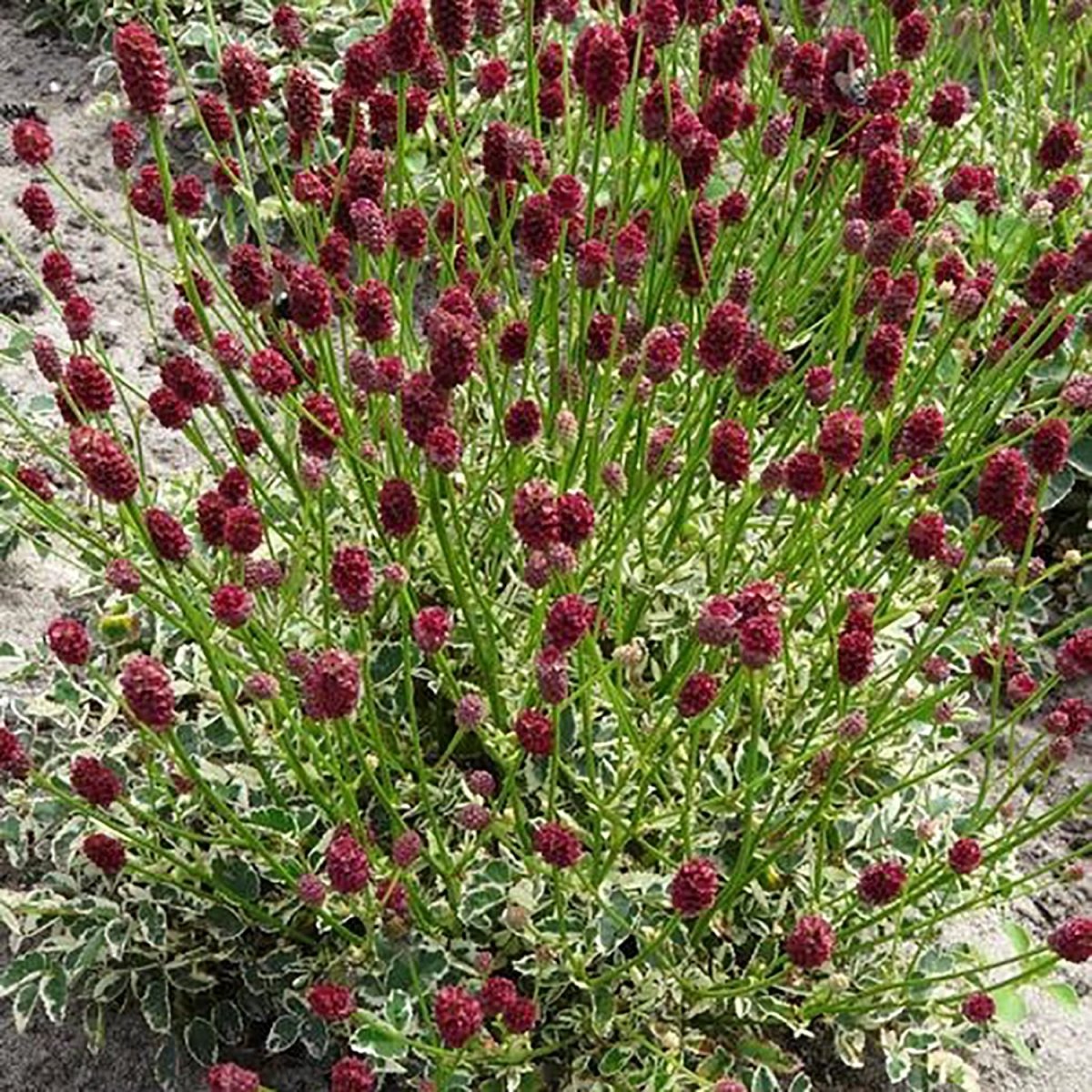Angelina Stonecrop - LandscapeDirect