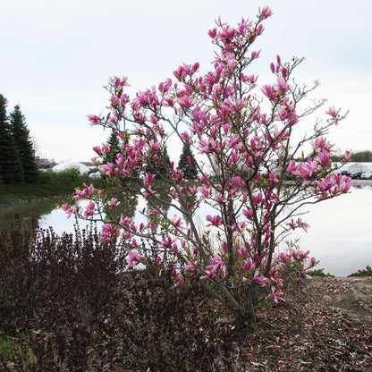 Ann Magnolia - LandscapeDirect