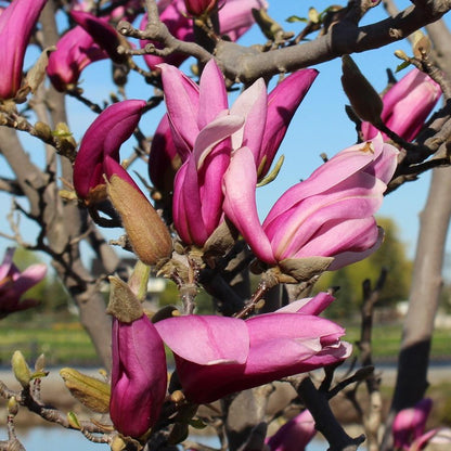 Ann Magnolia - LandscapeDirect