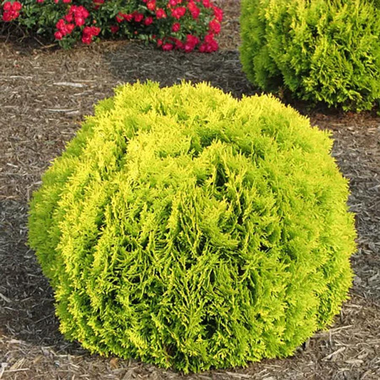 Anna's Magic Ball¨ Cedar - LandscapeDirect