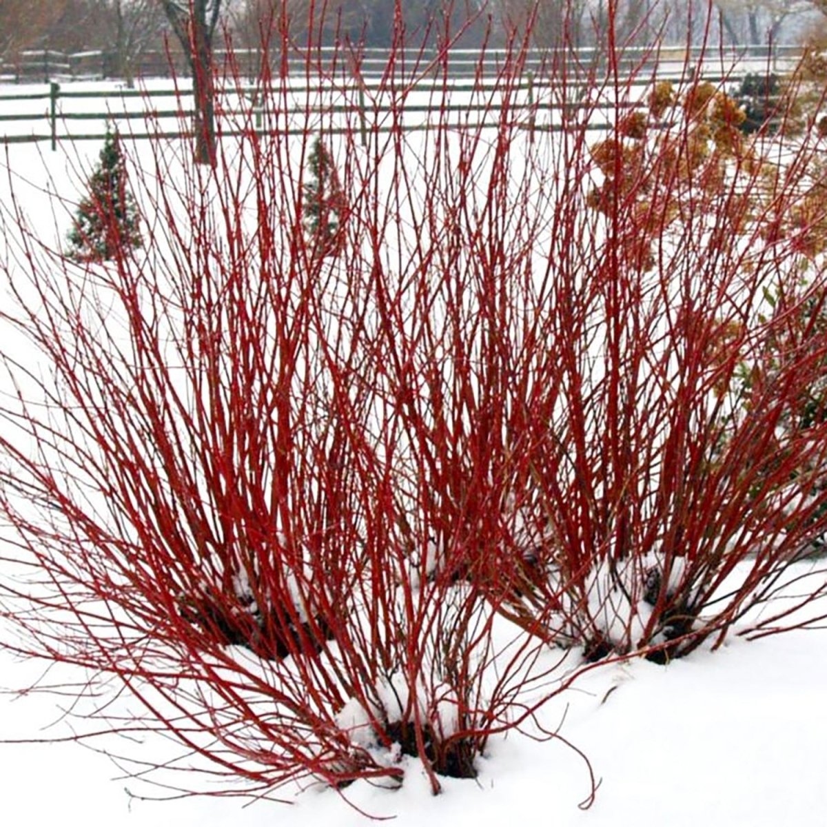 Arctic Fire Red Osier Dogwood - LandscapeDirect