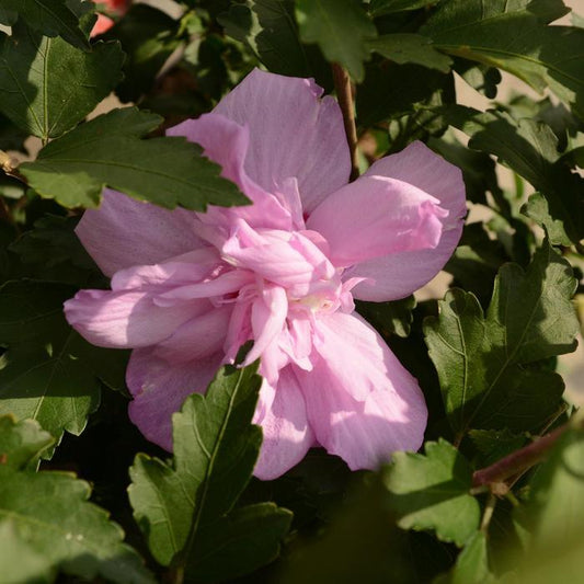 Ardens Rose of Sharon/Althea - LandscapeDirect