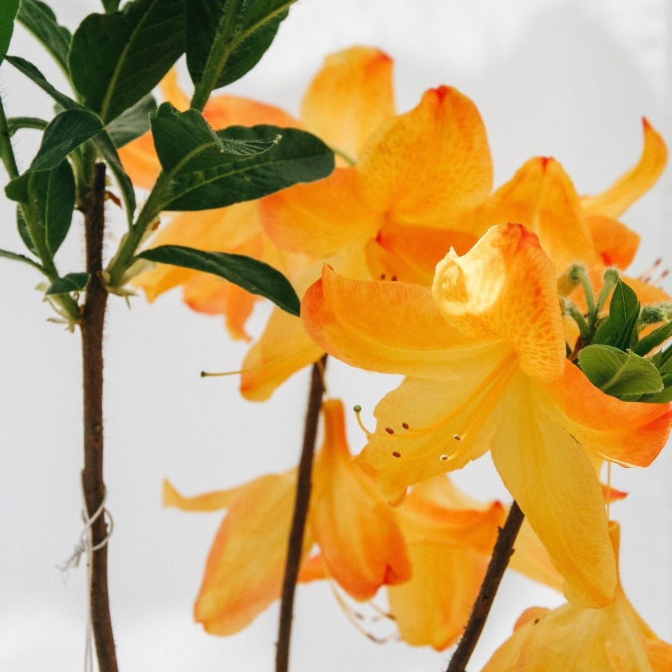 Arneson Gem Azalea - LandscapeDirect