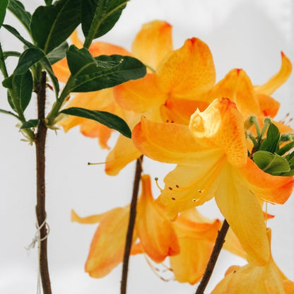 Arneson Gem Azalea - LandscapeDirect