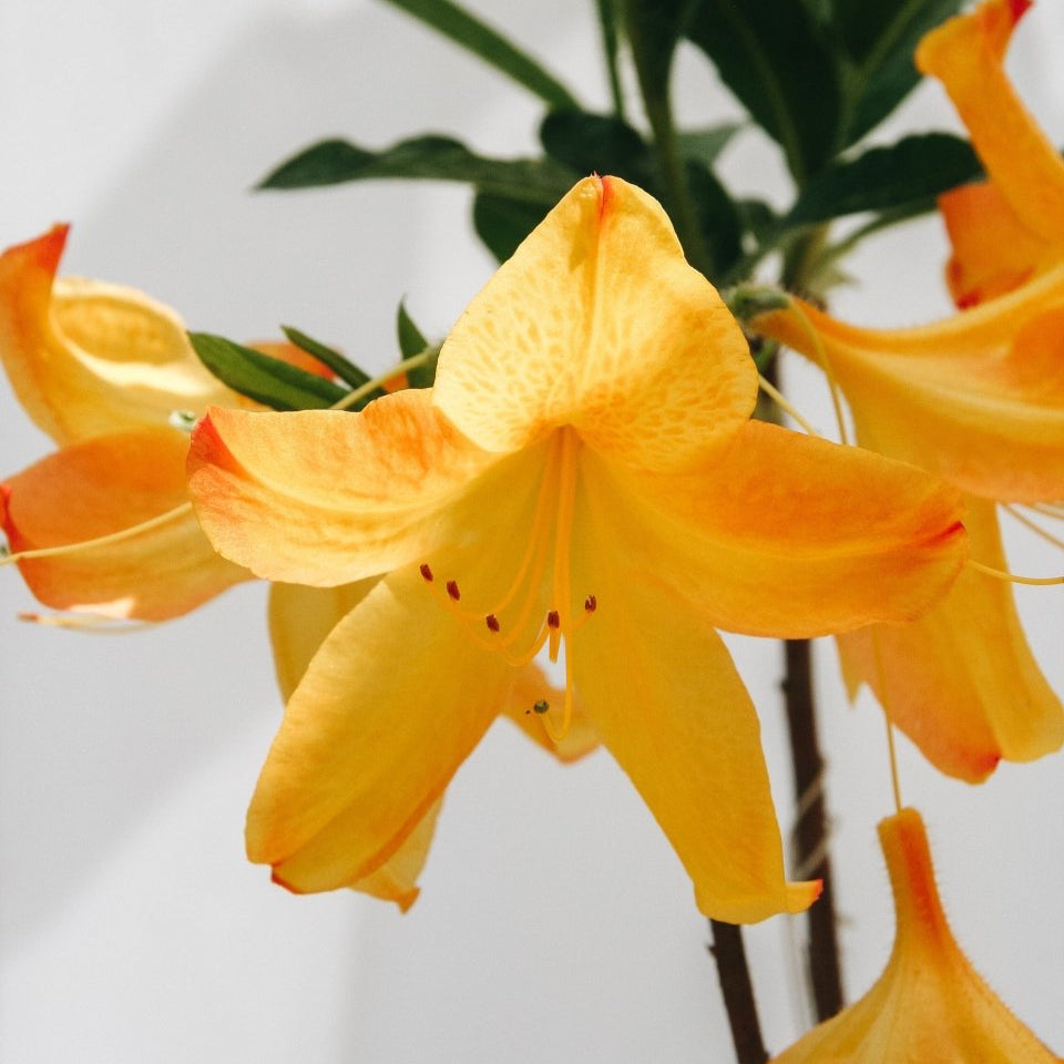 Arneson Gem Azalea - LandscapeDirect