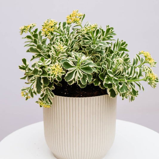 Atlantis Sedum - LandscapeDirect